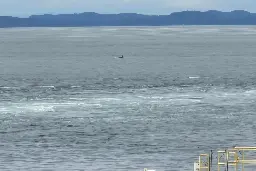 Whales captivate shoreline photographers off Vancouver Island