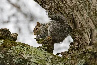 Eastern Gray Squirrel enjoying a snack on my Silver Maple tree