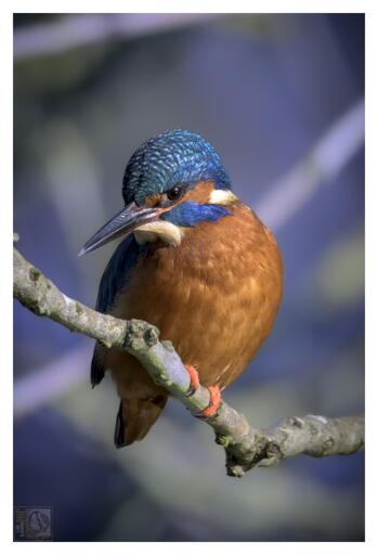 The vibrant azure and copper feathers of the Kingfisher 