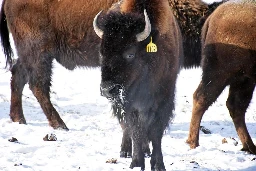 N.W.T. confirms anthrax outbreak in bison