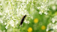 Here's why earwigs are more present in Ontario this summer