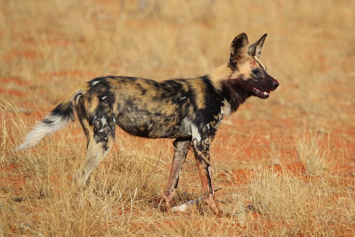 African wild dog - Wikipedia