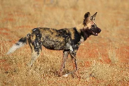 African wild dog - Wikipedia