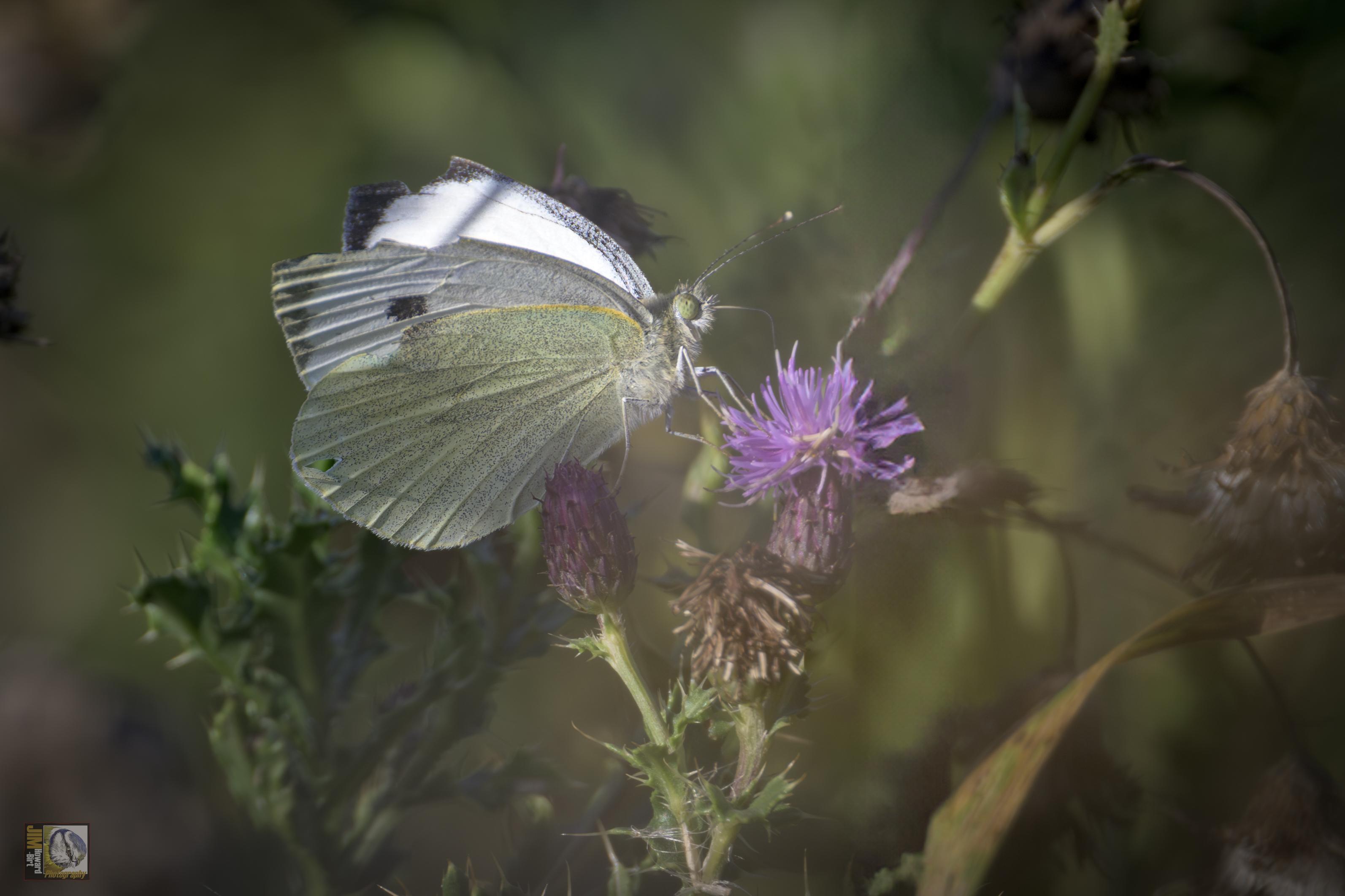 A white butterfly with black tips