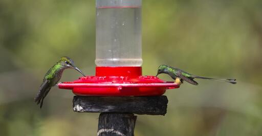 You have to click open the long wide photo centered on a bright red hummingbird feeder recently filled with nectar to see the whole image. The spotty green hummingbird on the left is big eyed, & big headed. This is a female Violet-fronted Brilliant. On the right side, a   much smaller more graceful long-tailed hummingbird is sitting with his long tail flared out to show off the paddles or rackets on the end. You can see that he also has bright orange puffy "boots." This is the male Peruvian Racquettail. Photo by Peachfront. November 2024. Alto Nieve, Peru.