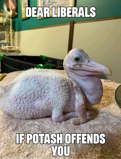 Picture of a baby pelican: dear liberals if potash offends you