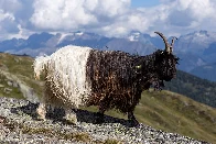 TIL: There is a breed of goat that is half black and half white --  The Valais Blackneck goat