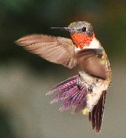 TIL that the ruby-throated hummingbird flies non-stop across the Gulf of Mexico as part of its spring migration and has a VO2 max that is about 10 times higher than elite human athletes.