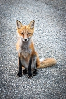 [OC] Fox in YT, Canada