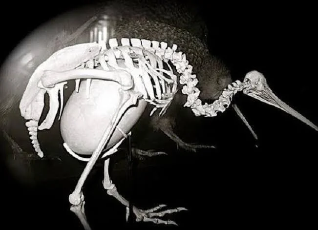 kiwi egg placed inside of kiwi skeleton to illustrate the size difference (the average kiwi weighs just 2500g and an average kiwi egg weighs a massive 371g)