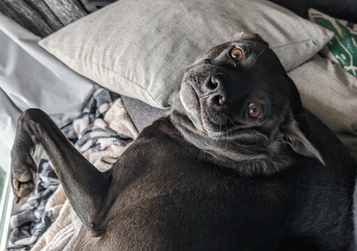 Black dog laying on his back, feet folded, and head looking back. The dogs face is not normal, lip is loose, and ears are floppy.