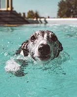 He's not super buoyant but he loves to swim