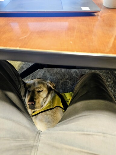 guide dog in training sleeping under a conference table with his head against his handler's leg
