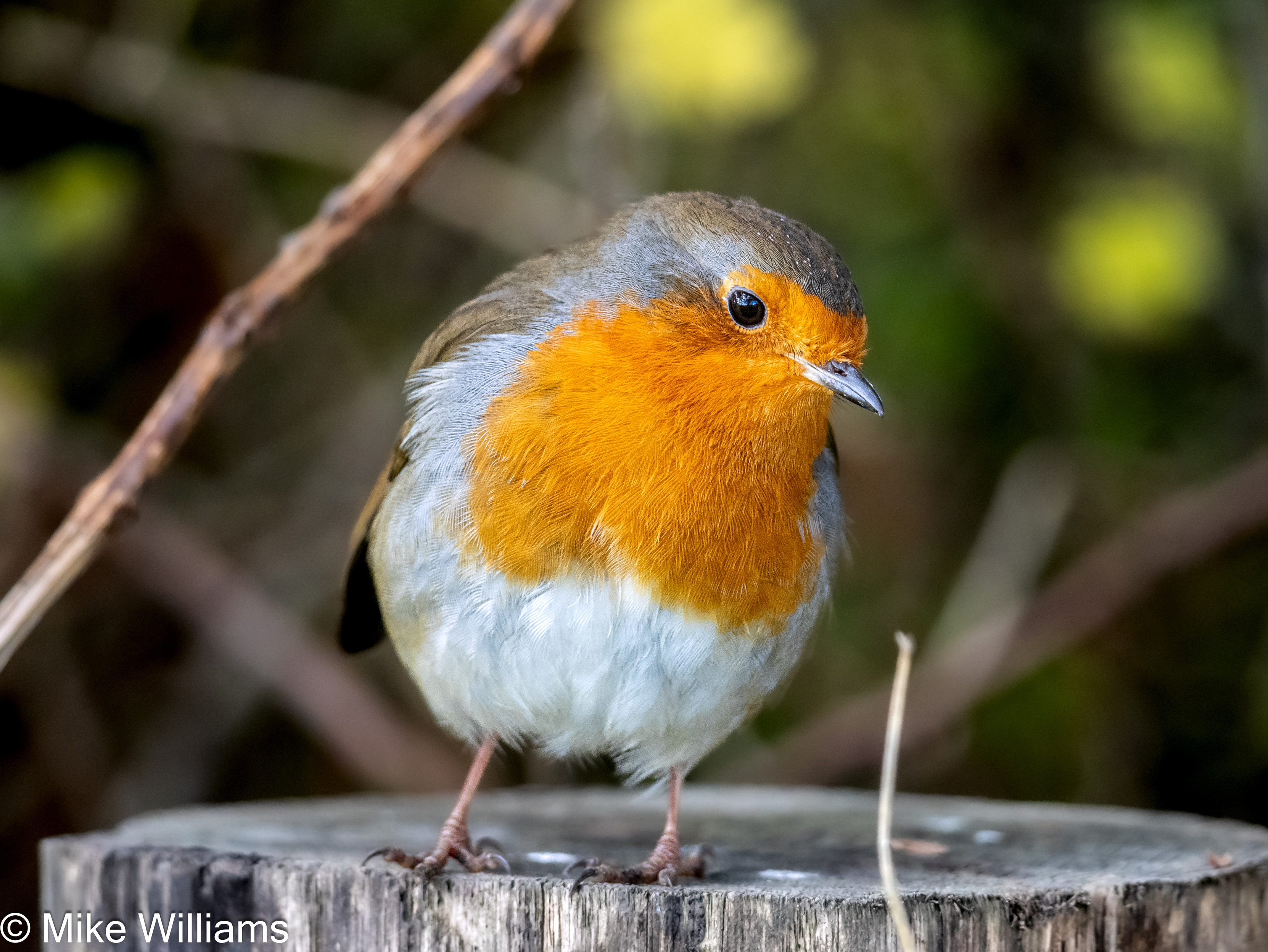 A European Robin perched on a fence post
