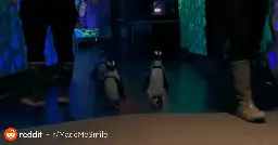 Penguins go on an expedition around the aquarium