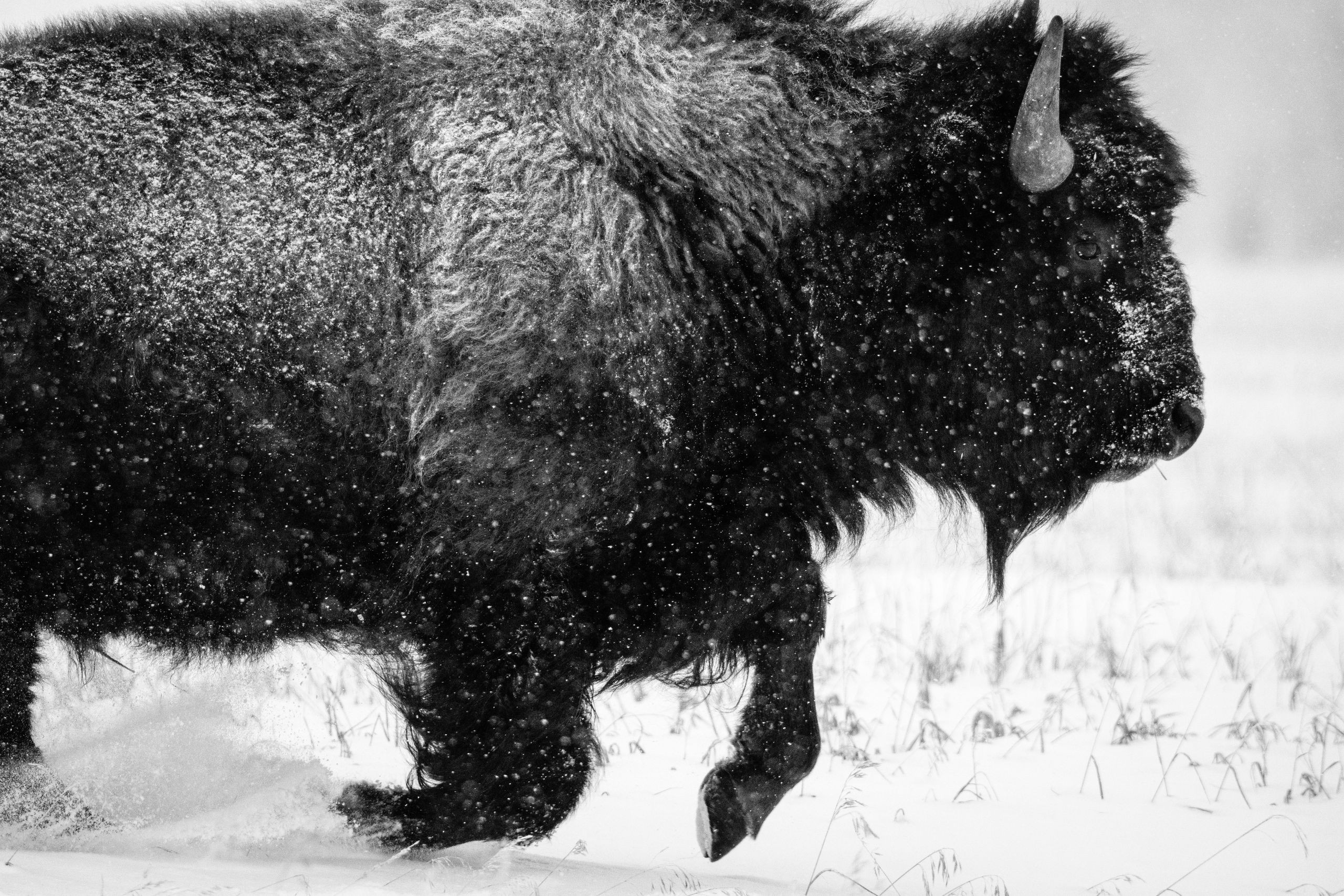 A bison galloping through the snow, in heavy snowfall. Its fur is covered in snow.