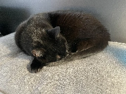 The cutest void cat ever posted on Lemmy.