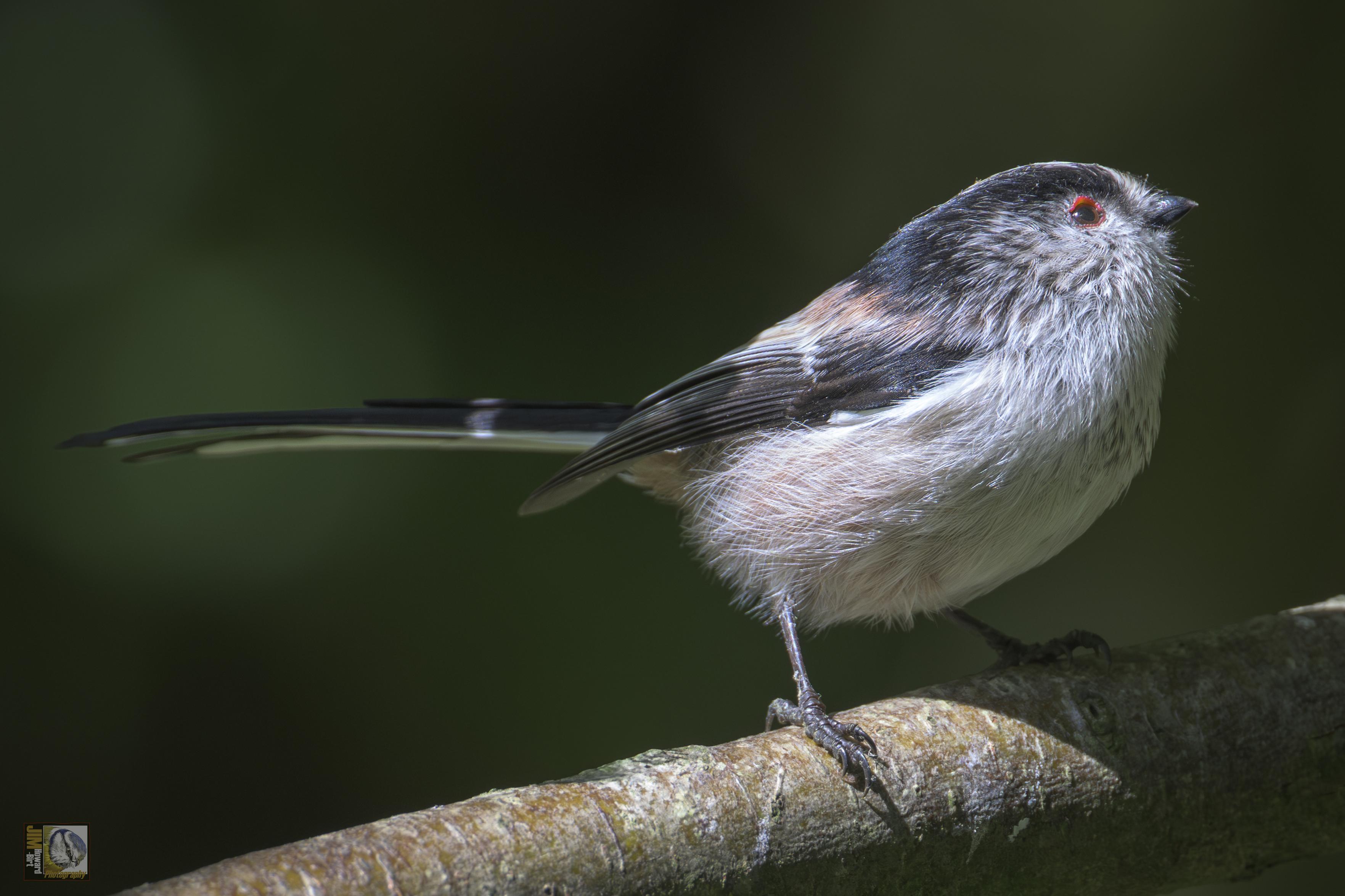 a small round bird with red around the eyes