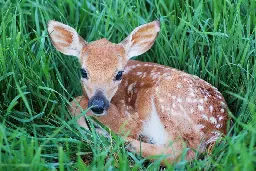 Wildlife recovery centre reminds residents to be mindful of baby deer