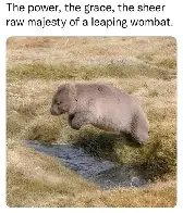 graceful wombats