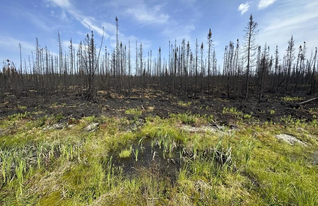 Quebec man who blamed wildfires on government pleads guilty to setting 14 fires