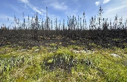 Quebec man who blamed wildfires on government pleads guilty to setting 14 fires