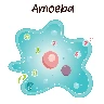 Avid Amoeba