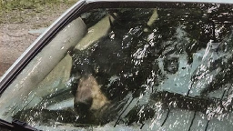 Black bear and cub destroy car in Connecticut after getting trapped inside