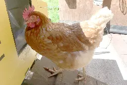 B.C. hen sets record as world's smartest chicken