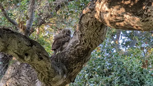 Baby great horned owl looking over its shoulder while sitting on a wide tree branch