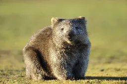 Tasmania Is Hiring for a 'Wombat Walker' and Other Odd Jobs