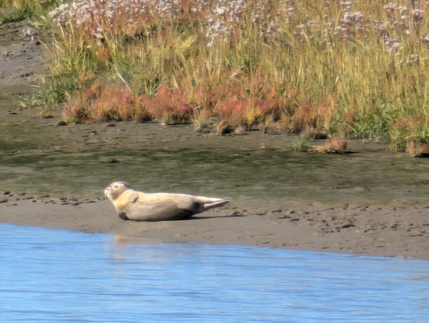 A seal sunbathing on a mudflat, with salt grass behind it.