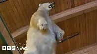 Massive taxidermy polar bear stolen in bizarre Canadian heist