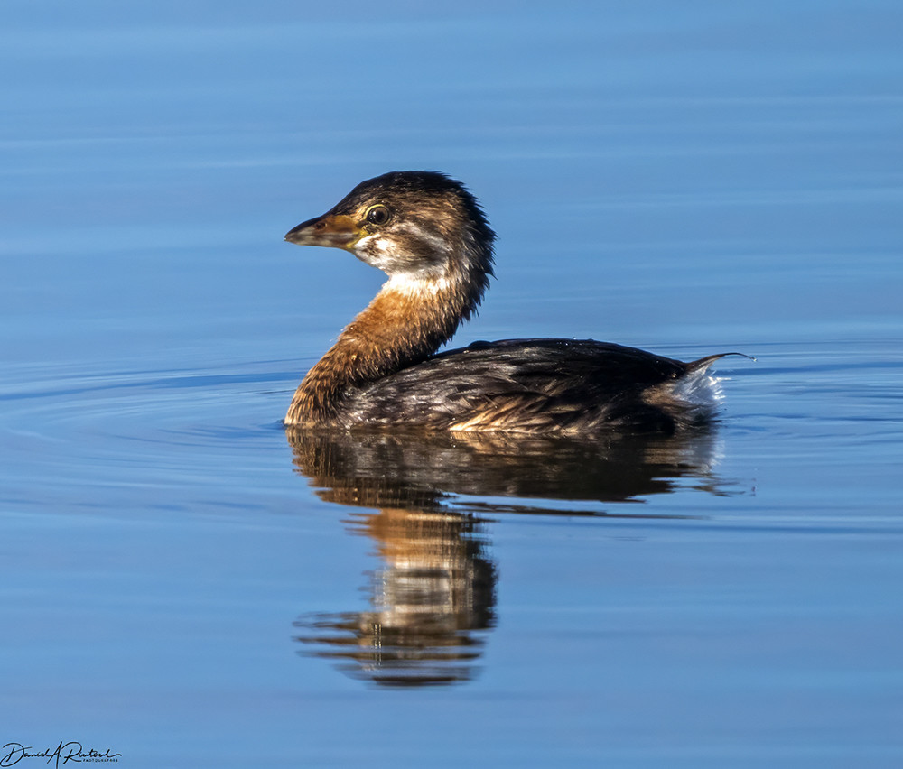 Gray bird with rusty neck and stripey head, floating in blue water, with reflection