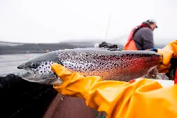 Federal court rejects bid to review not renewing licences of B.C. fish farms