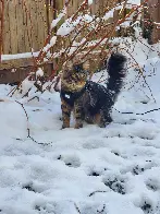 Snowy kitten adventures