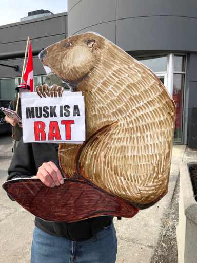 protest sign of a beaver "Musk is a rat"