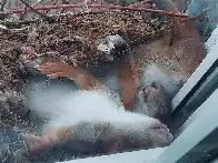 Squirrels sleeping in their nest