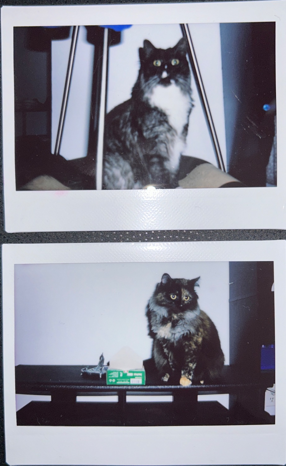 Top half: Analog photo of a grey and white long haired cat sitting on a cardboard bed under a coat rack. The picture was taken at night with a forced flash. It is of mediocre quality, out of focus, and the subject is blurry.  Bottom half: Analog photo of a tortoiseshell sitting on an empty coffee table against a white wall. The only things next to the cat are the empty wrapper and empty box of the paper for this photo.