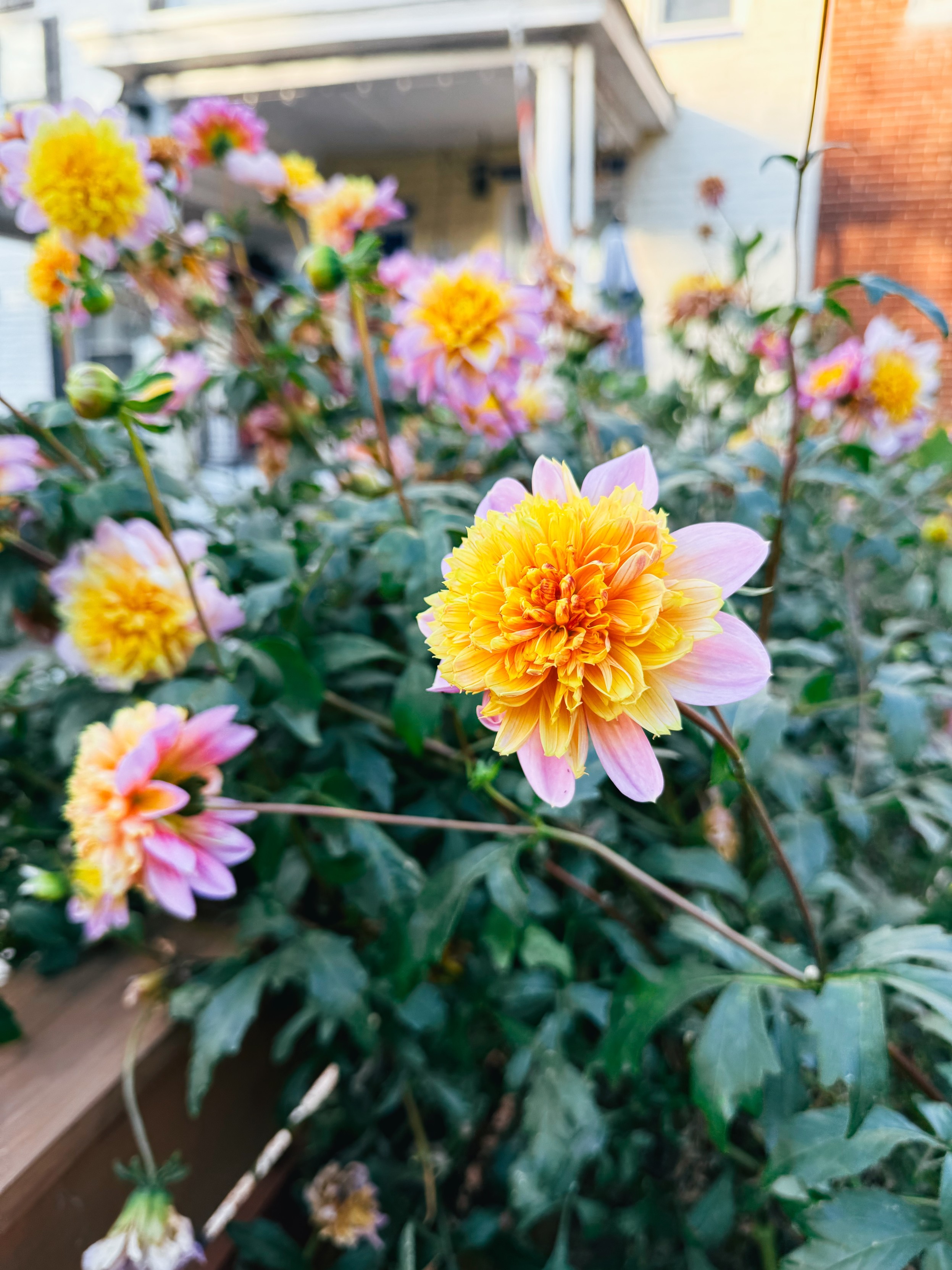 A yellow & pink dahlia flower