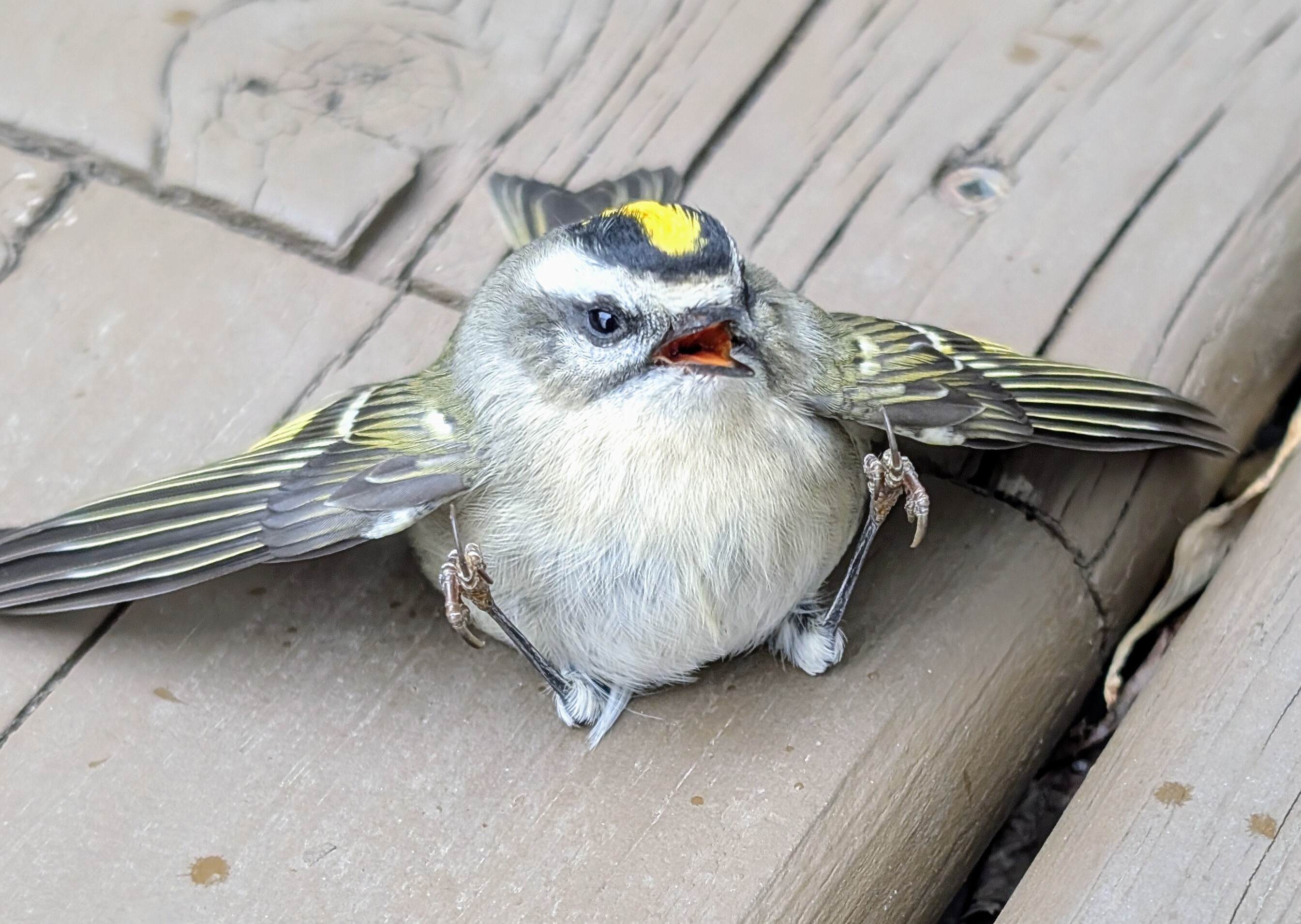 Golden Crowned Kinglet