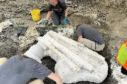 ‘Big Sam’: Paleontologists unearth giant skull of Pachyrhinosaurus in Alberta