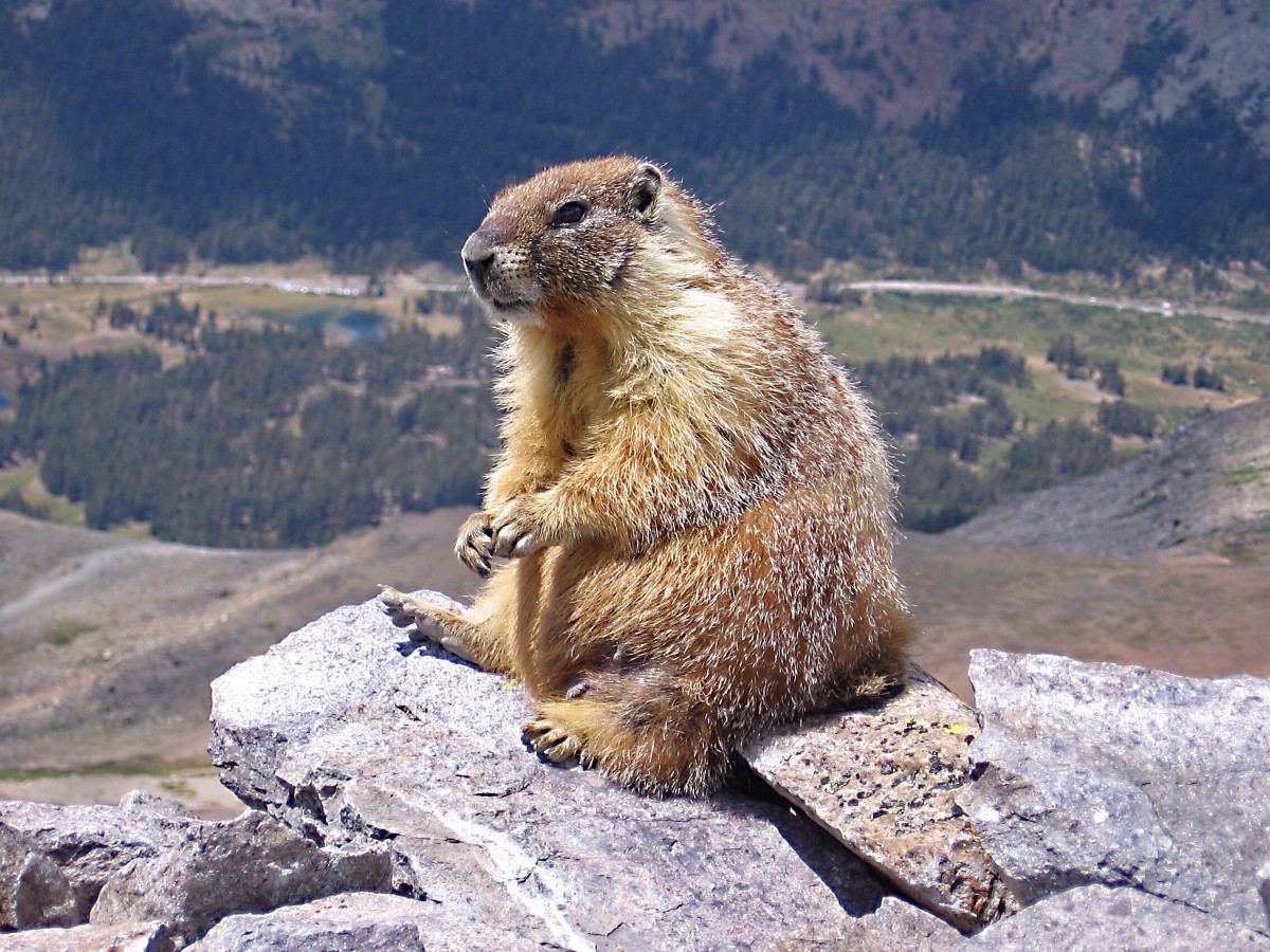 Vancouver Island Marmot sitting on a rock on a mountain overlooking boreal forest.