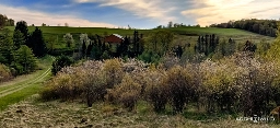 Get Your ArcheWild American Chestnut - ArcheWild - Architects of Wild Spaces