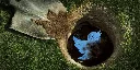 Twitter front-end Nitter dies as Musk wins war against third-party services