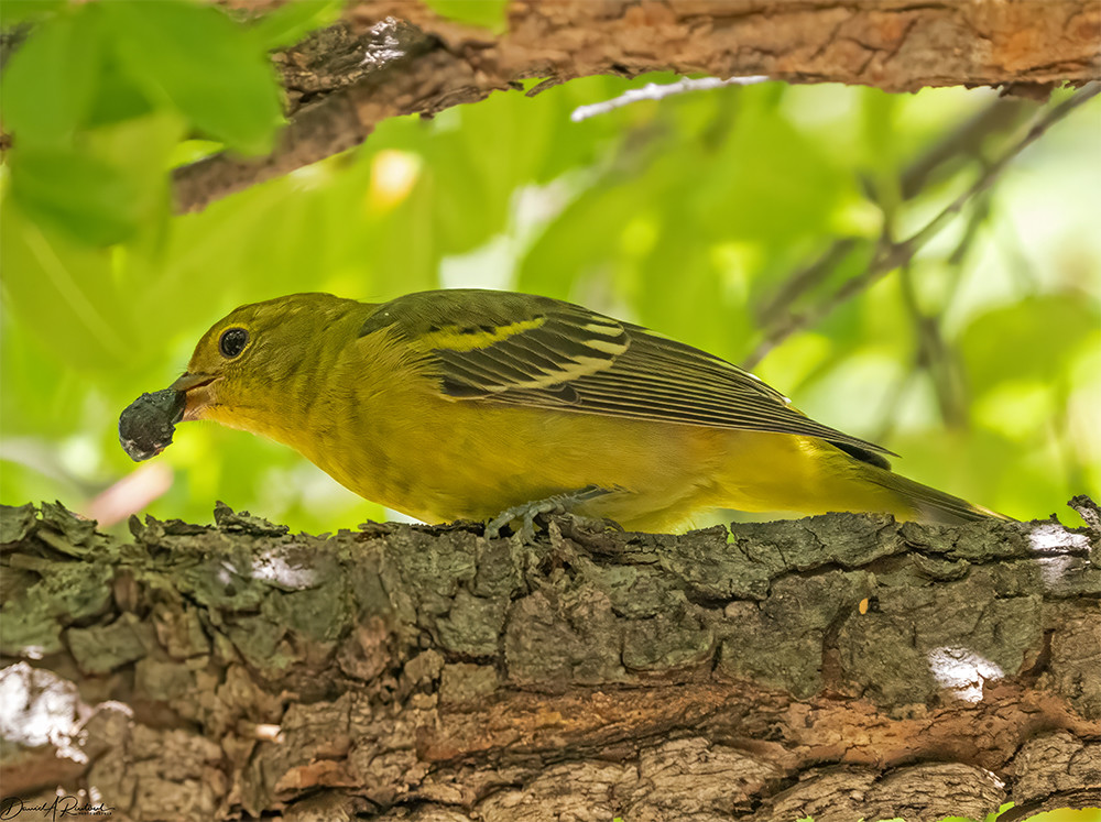 Mostly yellow bird with darker wings and light wingbars, perched on a horizontal branch and eating a dark berry.