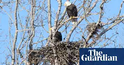 Bald eagles seen nesting in Toronto for first time in city’s recorded history