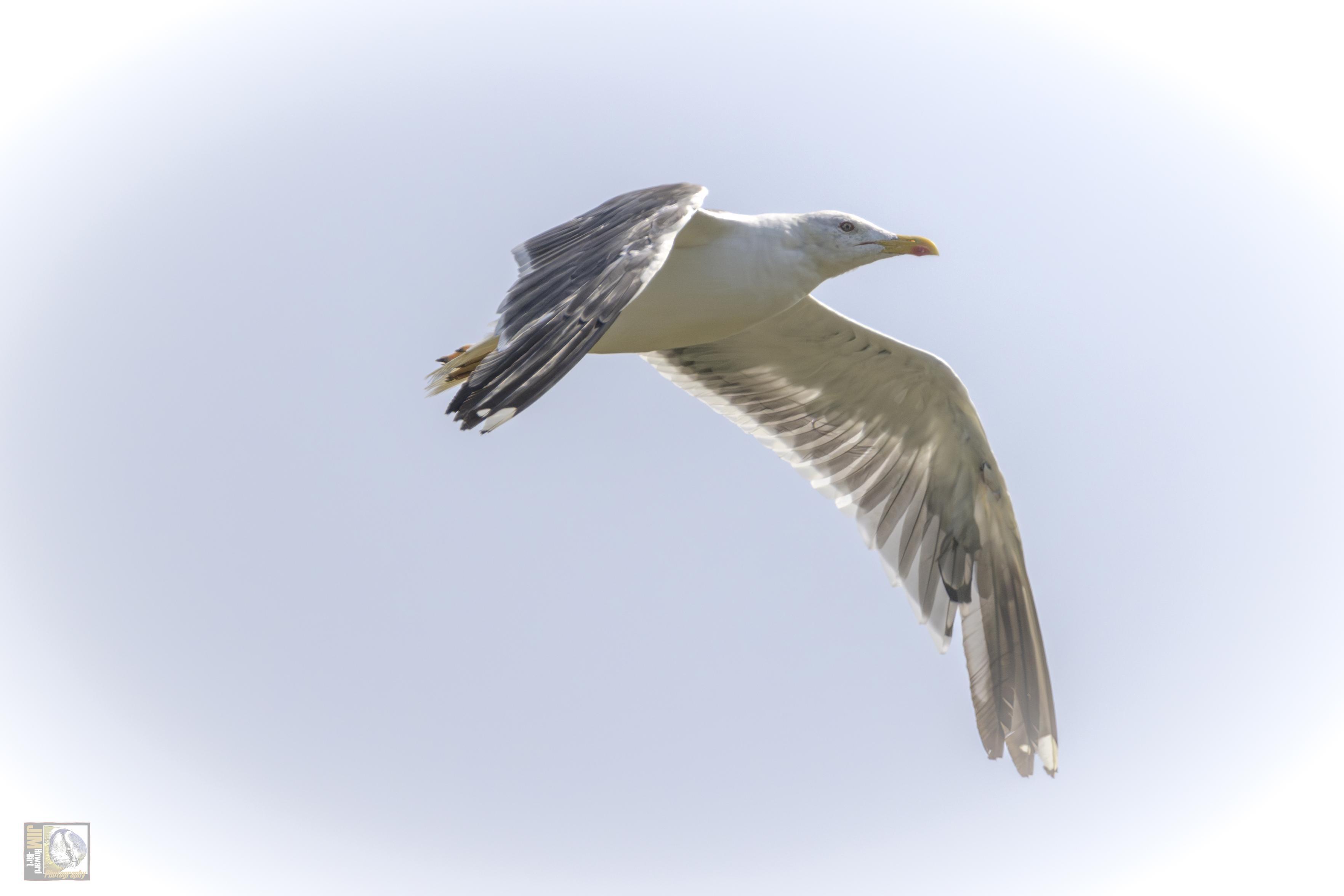 Adult herring gulls are silvery-grey above and white below, with pink legs