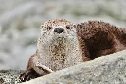 Otters fatally injure dog, threaten another on B.C. beach