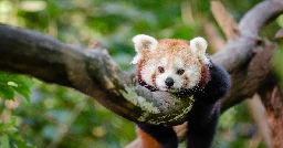 red panda